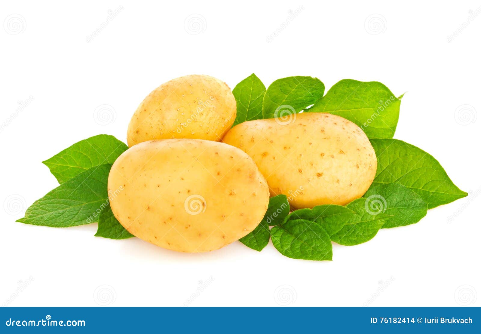 New Organic Potatoes with Green Leaf Stock Photo Image of food, plant 76182414