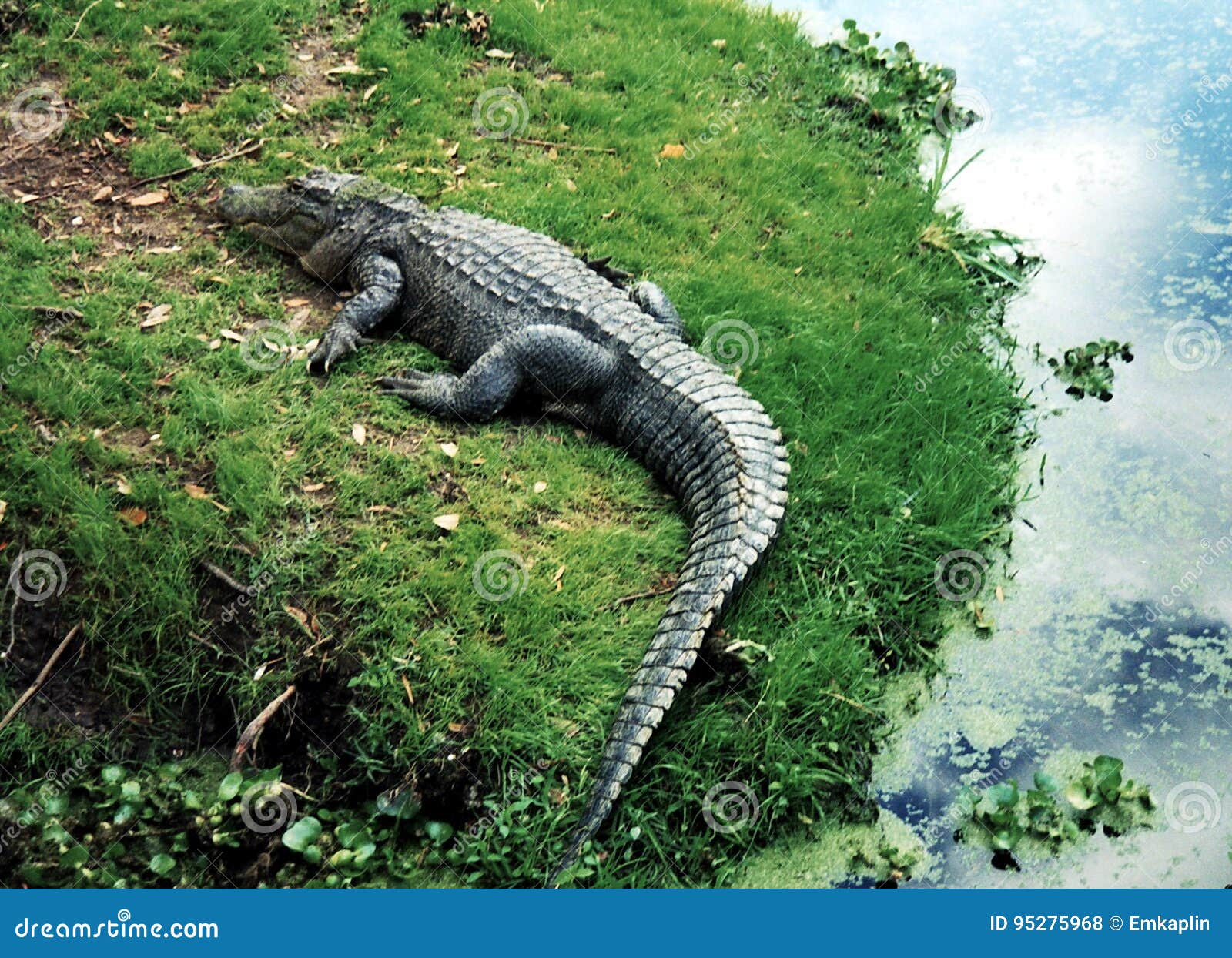 New Orleans alligator 2002 stock photo. Image of flora - 95275968