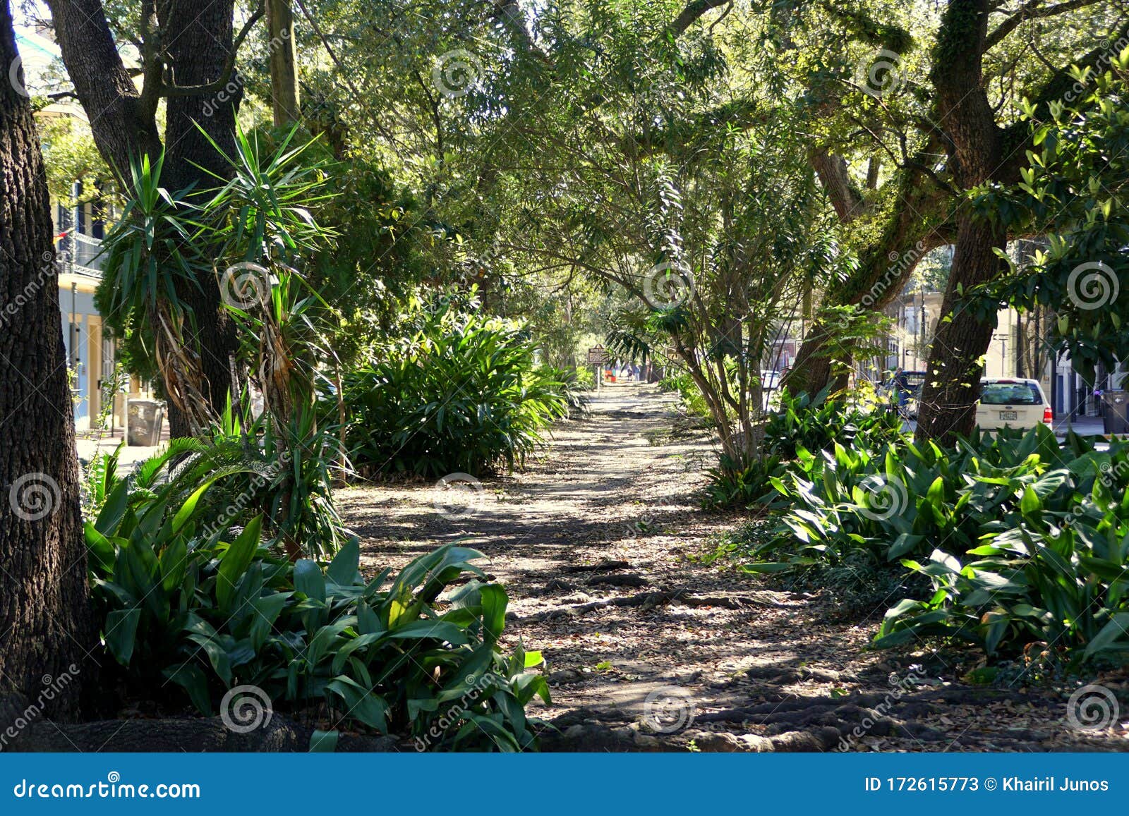 New Orleans, Louisiana, U.S.A - February 7, 2020 - The Path On The Green Tropical Garden By ...