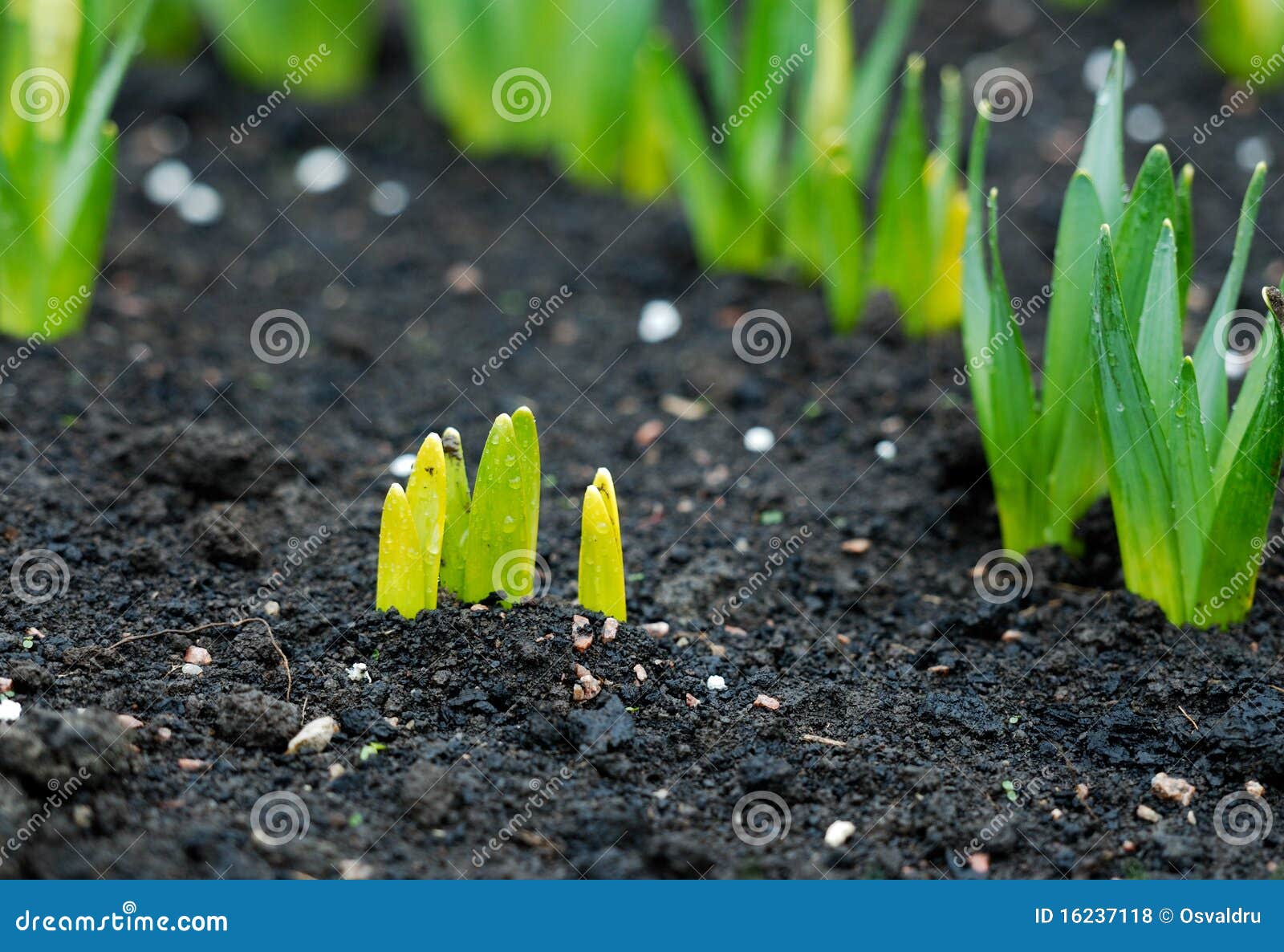 New plant beginnings stock photo. Image of fresh, freshness 16237118