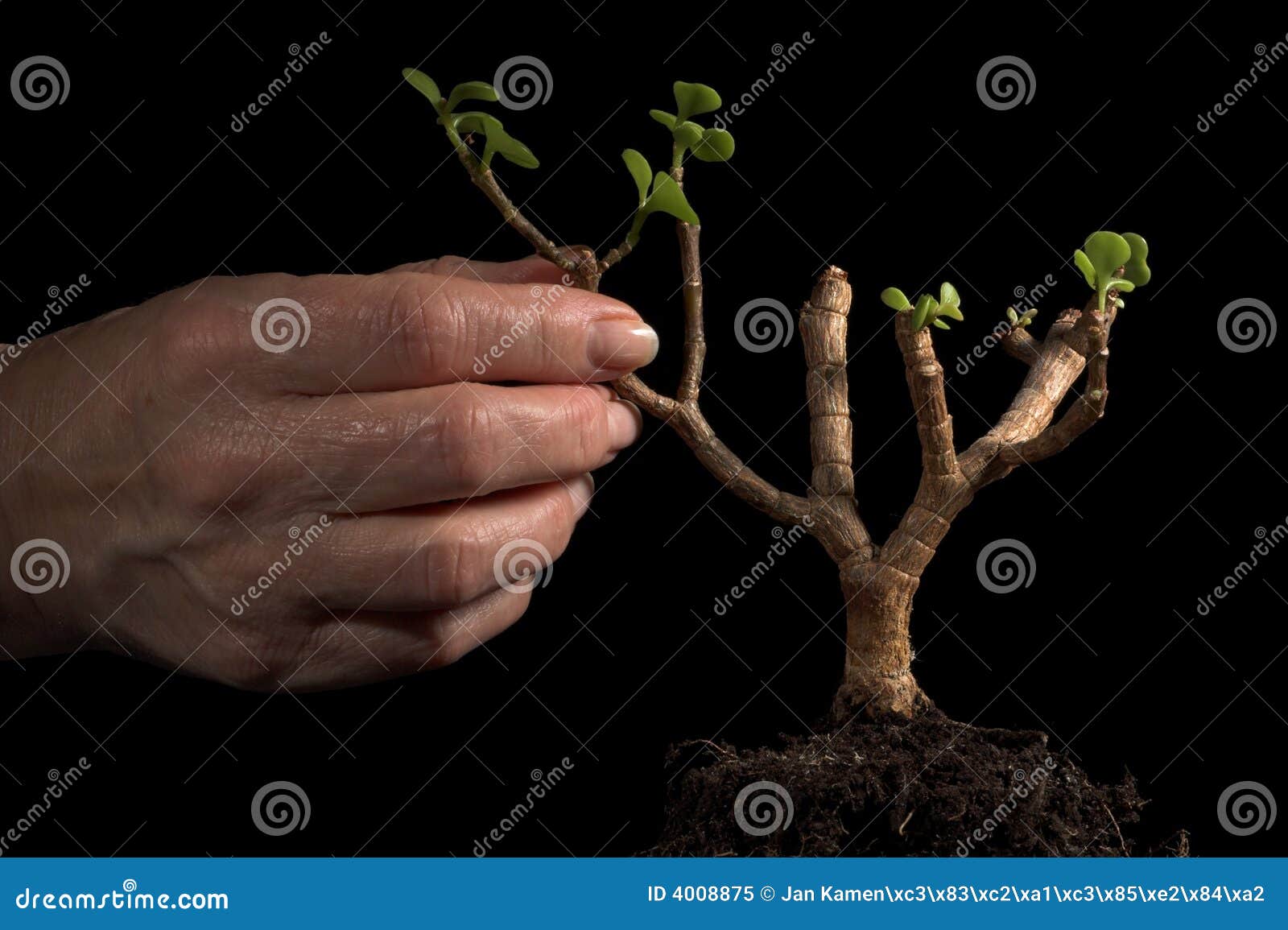 new plant, hand gesticular