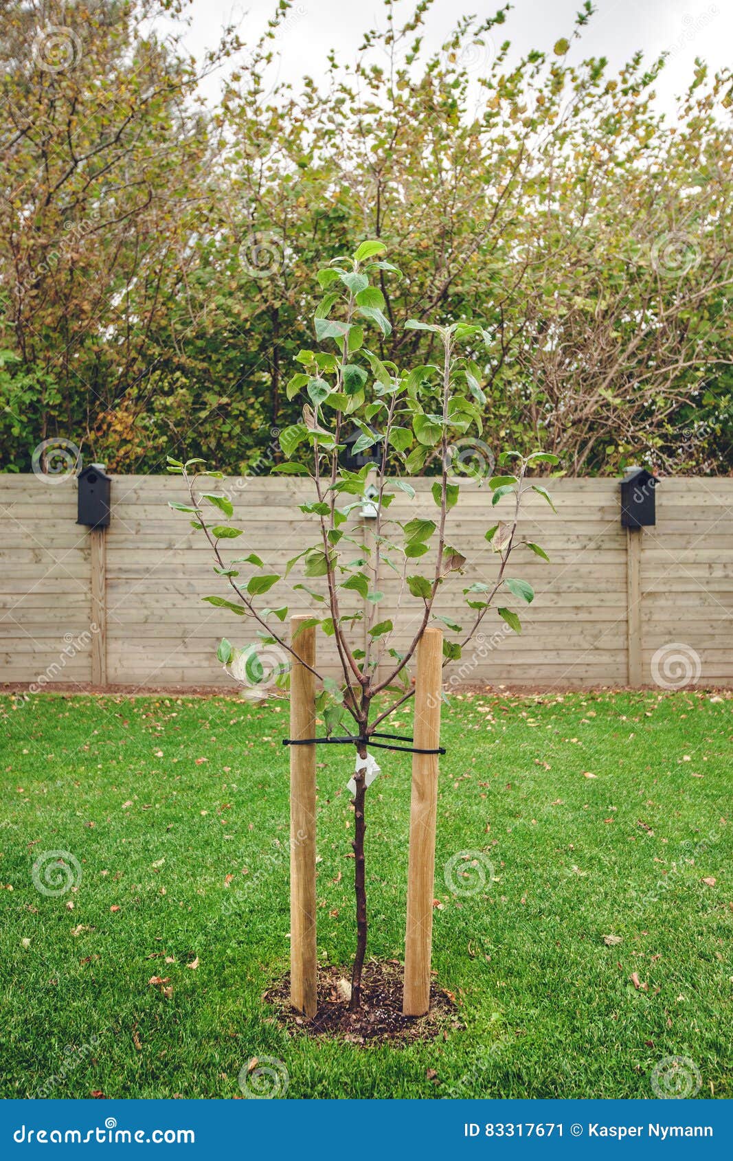 New Planted Apple Tree in a Garden Stock Image Image of gardening