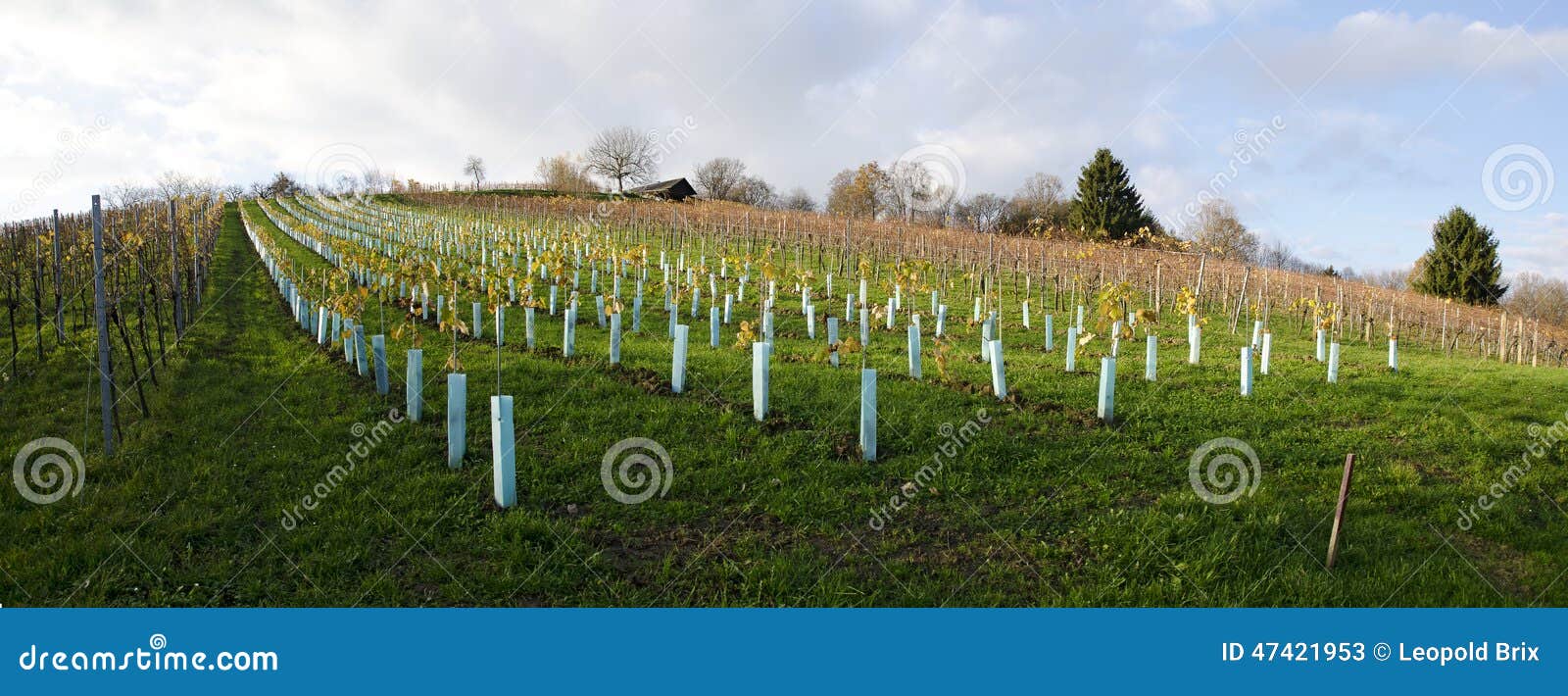 New Planted Vineyard with Protective Plastic Covers Stock Image Image