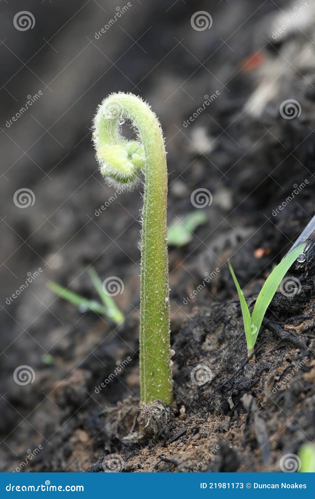 New Plants Growing stock image. Image of regeneration 21981173