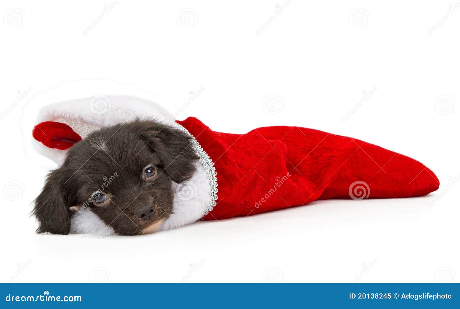 christmas cute puppies