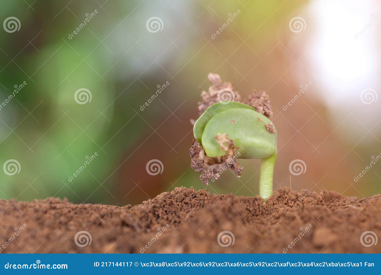 new sprouts emerging from the soil in the beginning of spring