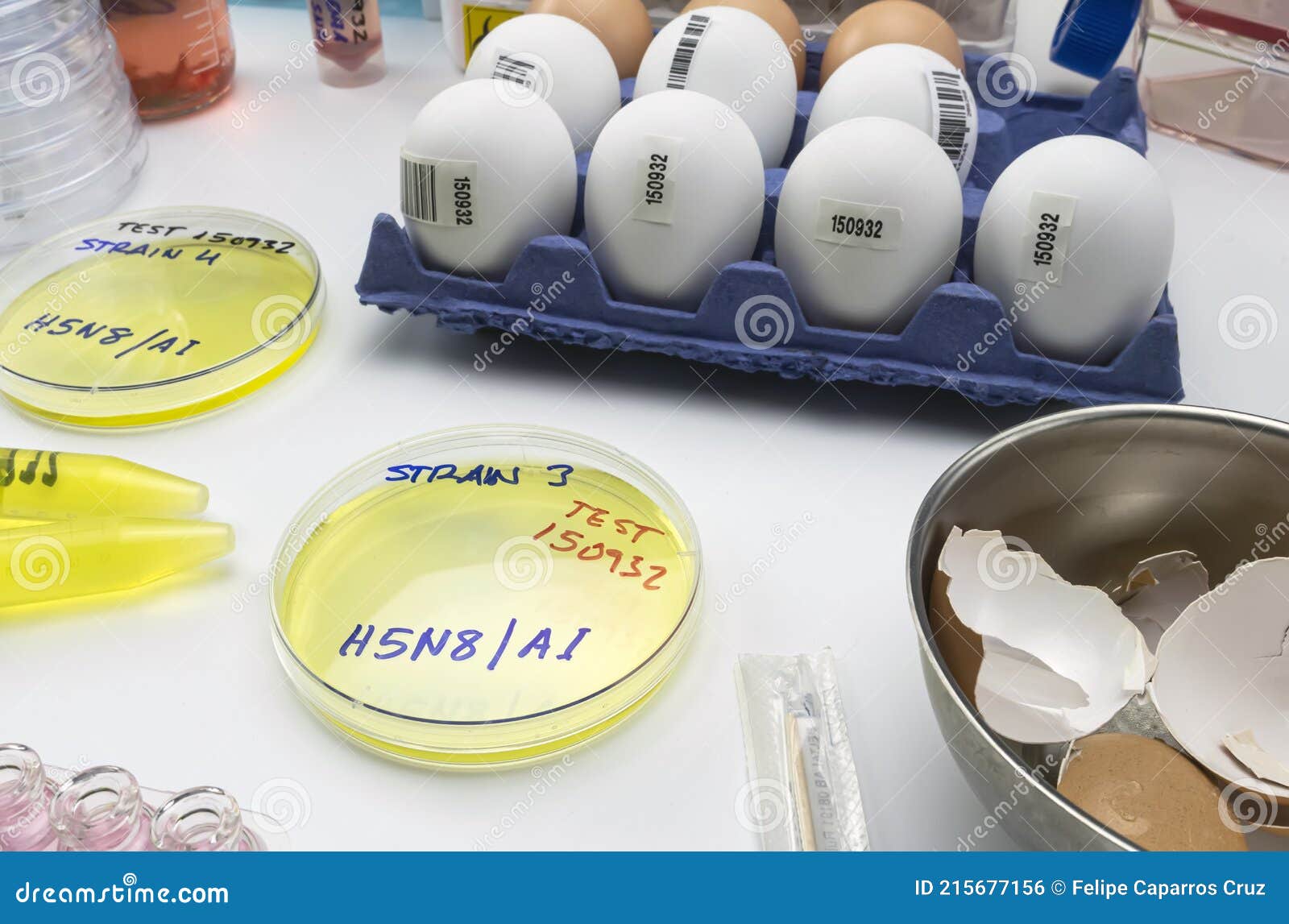 new strain of h5n8 avian influenza infected in humans, petri dish with samples