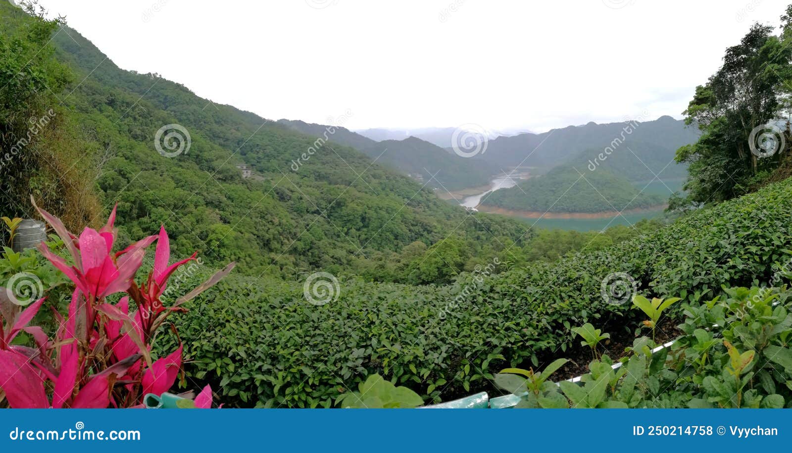 new taipei city taiwan pinglin bagua tea plantation chai garden taiwanese nature organic green shiding thousand island lake