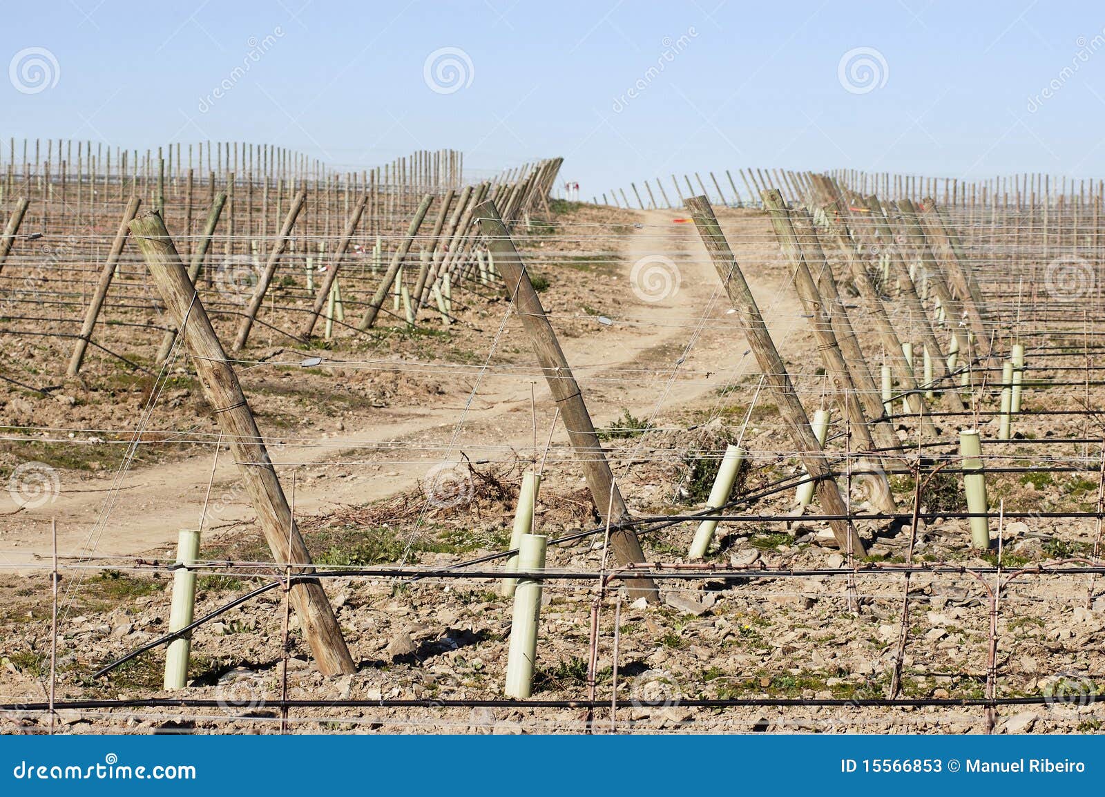 New vineyard stock image. Image of agricultural, alentejo 15566853