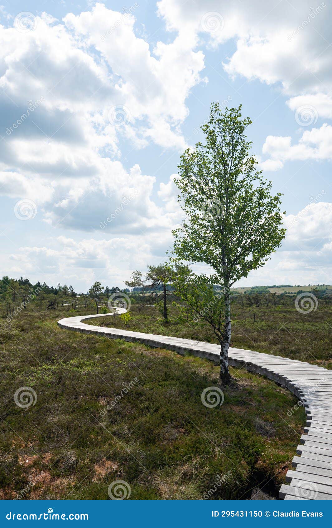 new wooden path in a moor landscape