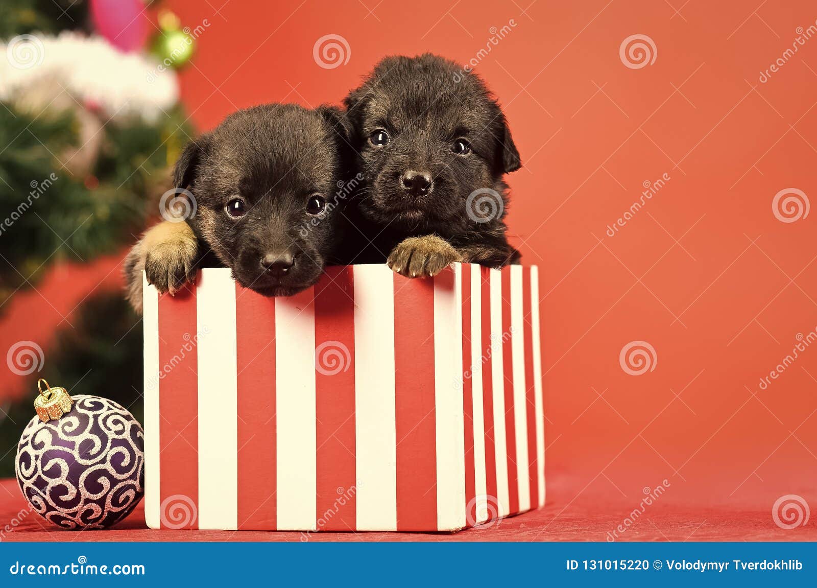 New Year Of Dog, Puppy In Present Christmas Box Stock