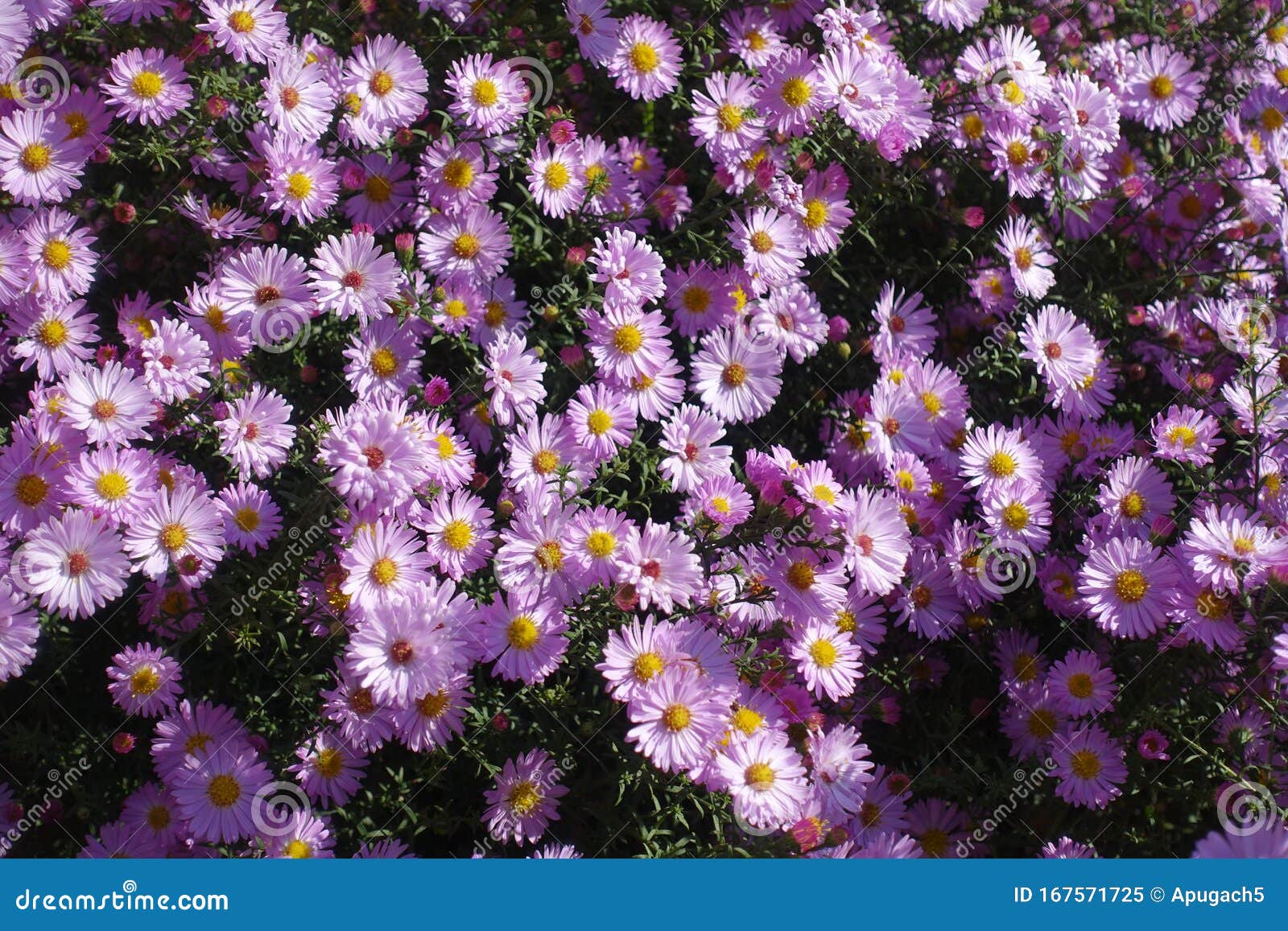 New York Aster With Lots Of Pink Flowers Stock Image ...