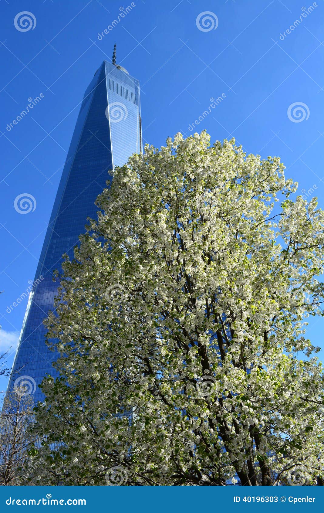 Photos: Survivor Tree Grows at 9/11 WTC Memorial