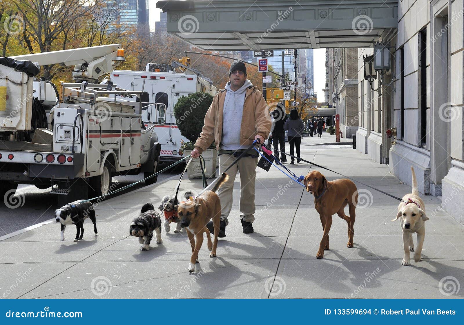 Dog Walking Service In Manhattan Editorial Stock Image