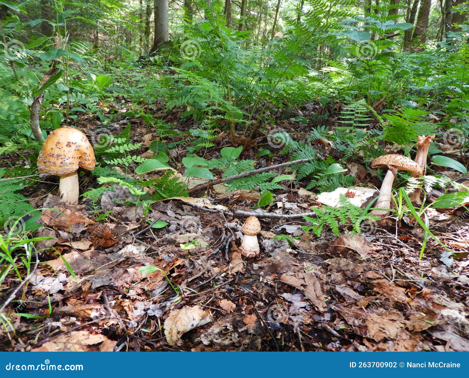 forest floor with amanita mushrooms growing wild