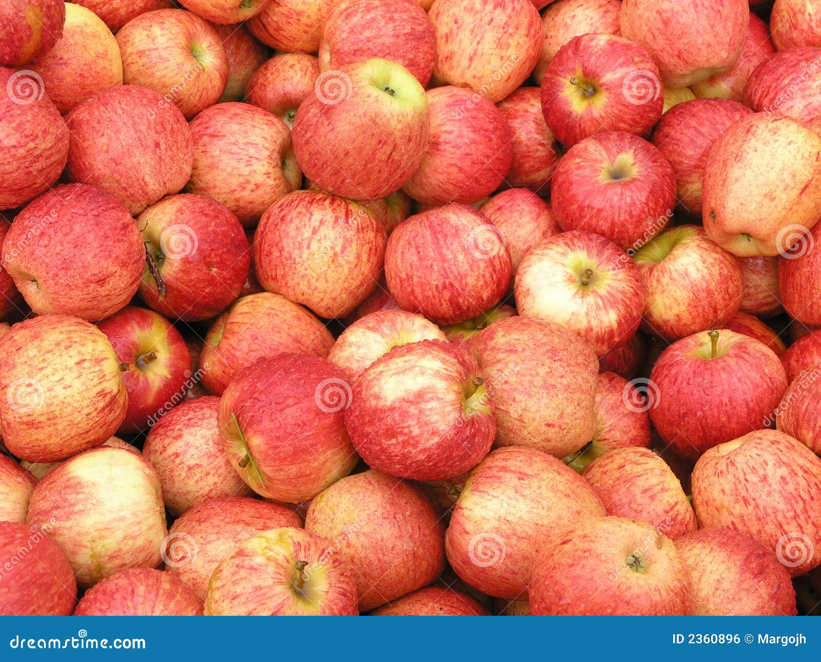 New Zealand Apples stock photo. Image of healthy, michigan 2360896