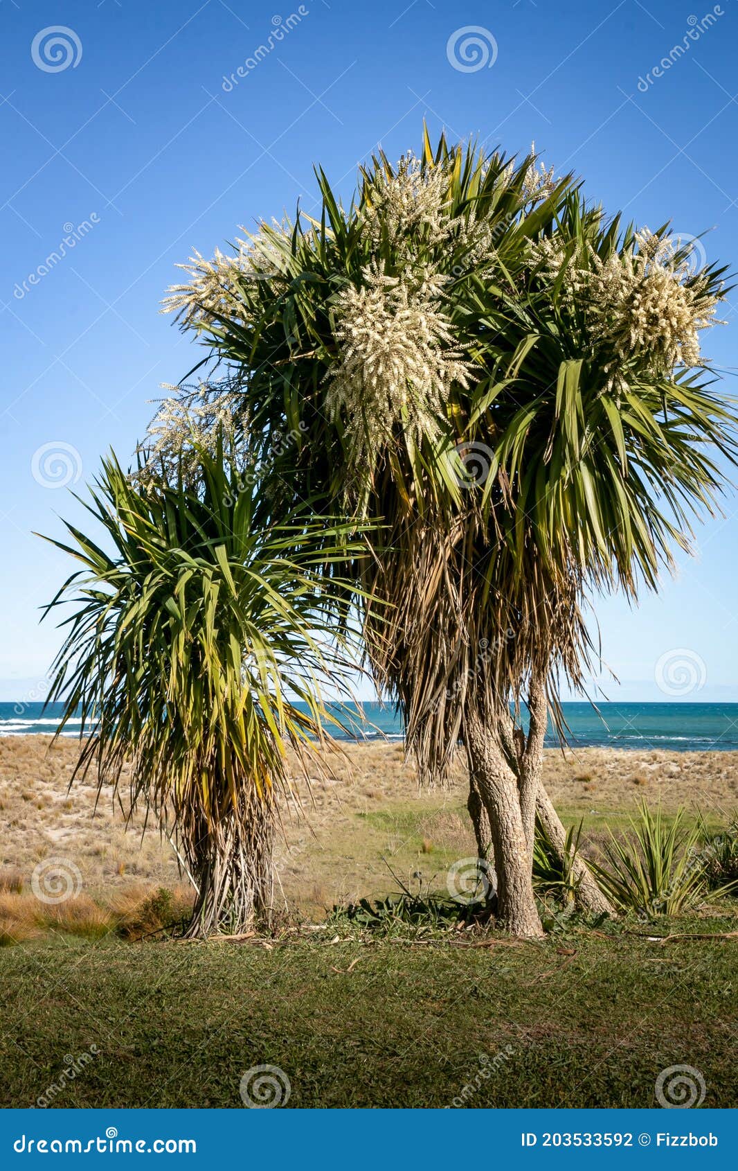 new zealand cabbage tree ti kouka in flower