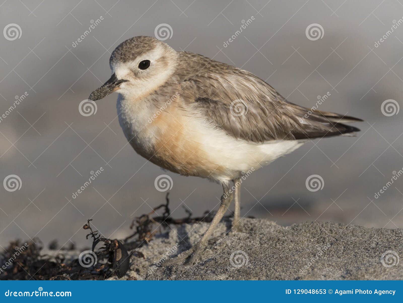 new zealand dotterel, charadrius obscurus