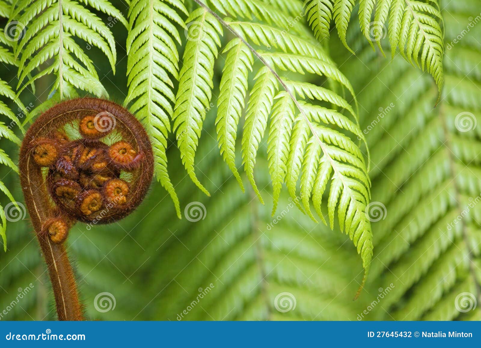 new zealand fern koru