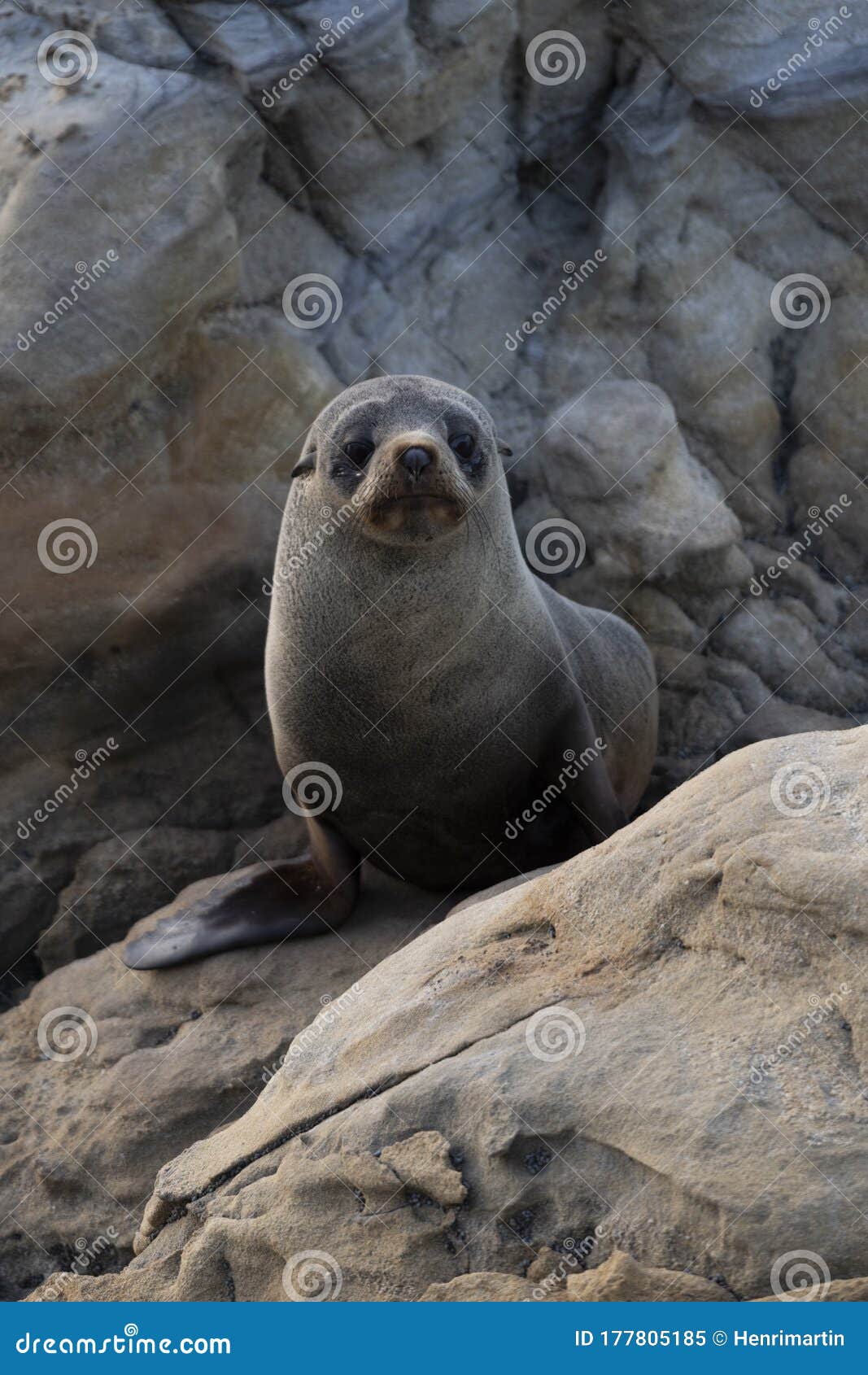 new zealand fur seal cub active during a cloudy sunrise at shag point, new zealand