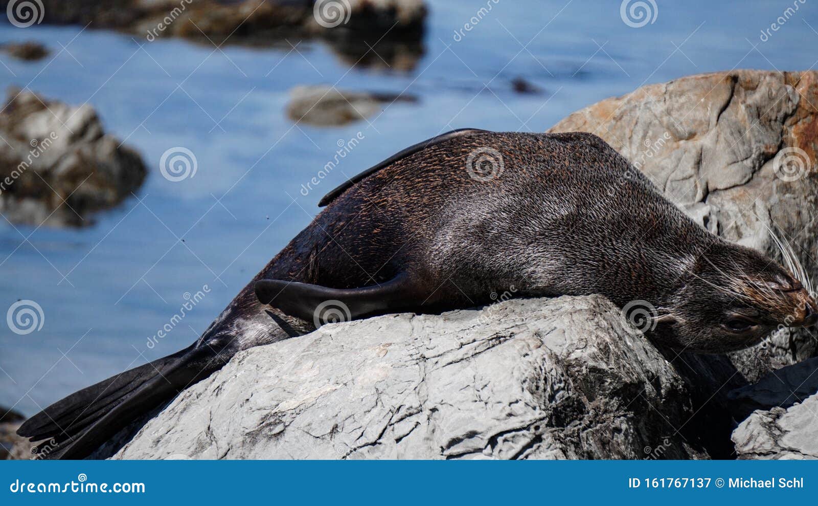 new zealand fur seal of the point kean colony in kaikoura