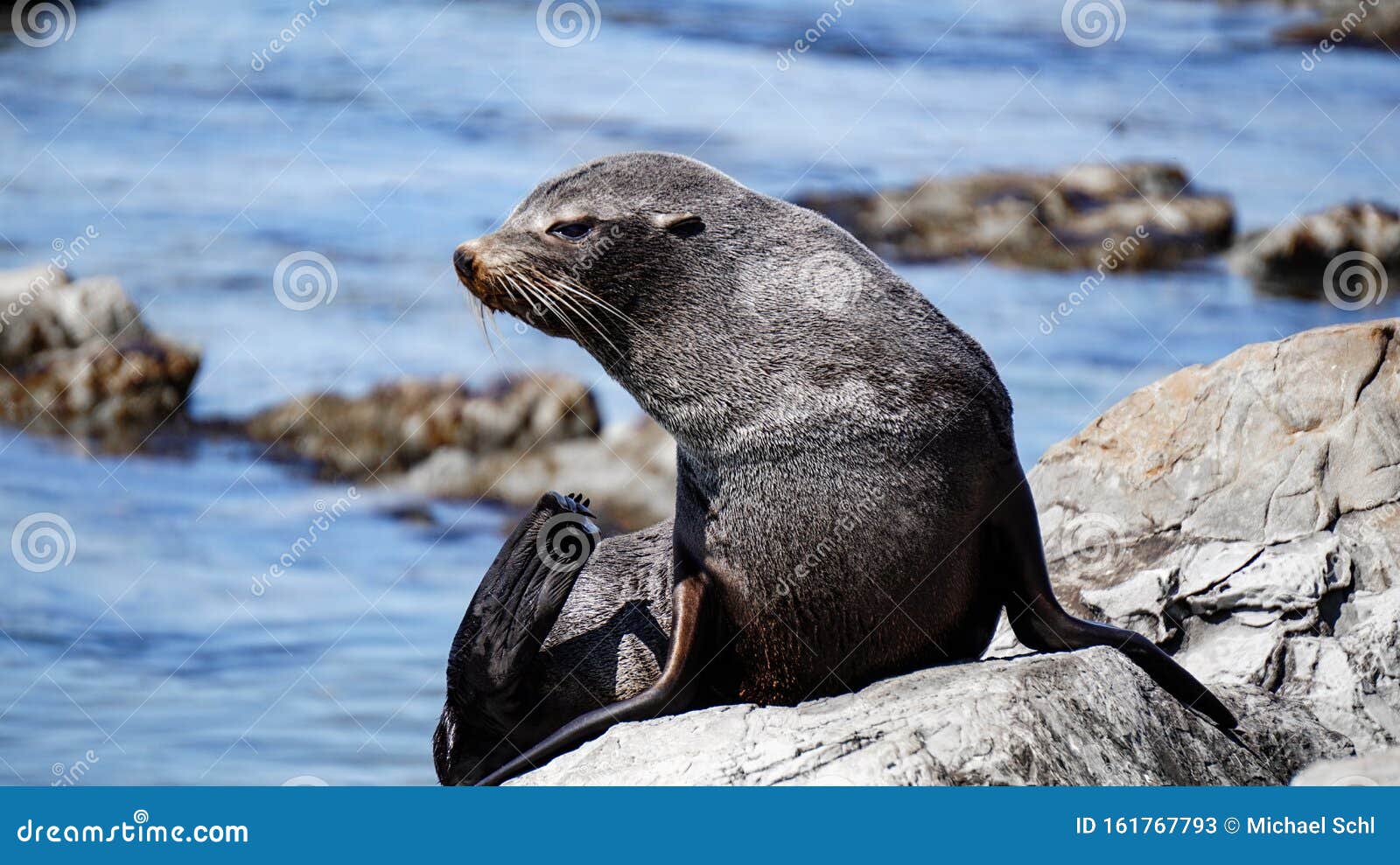 new zealand fur seal of the point kean colony in kaikoura