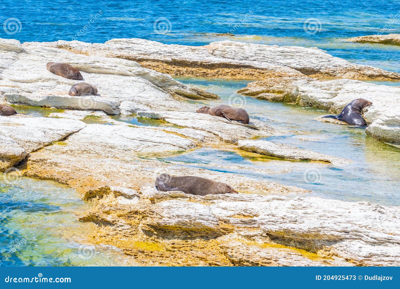 new zealand fur seal at point kean in kaikoura, new zealand