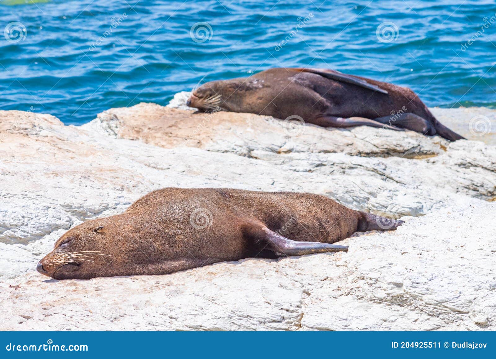 new zealand fur seal at point kean in kaikoura, new zealand