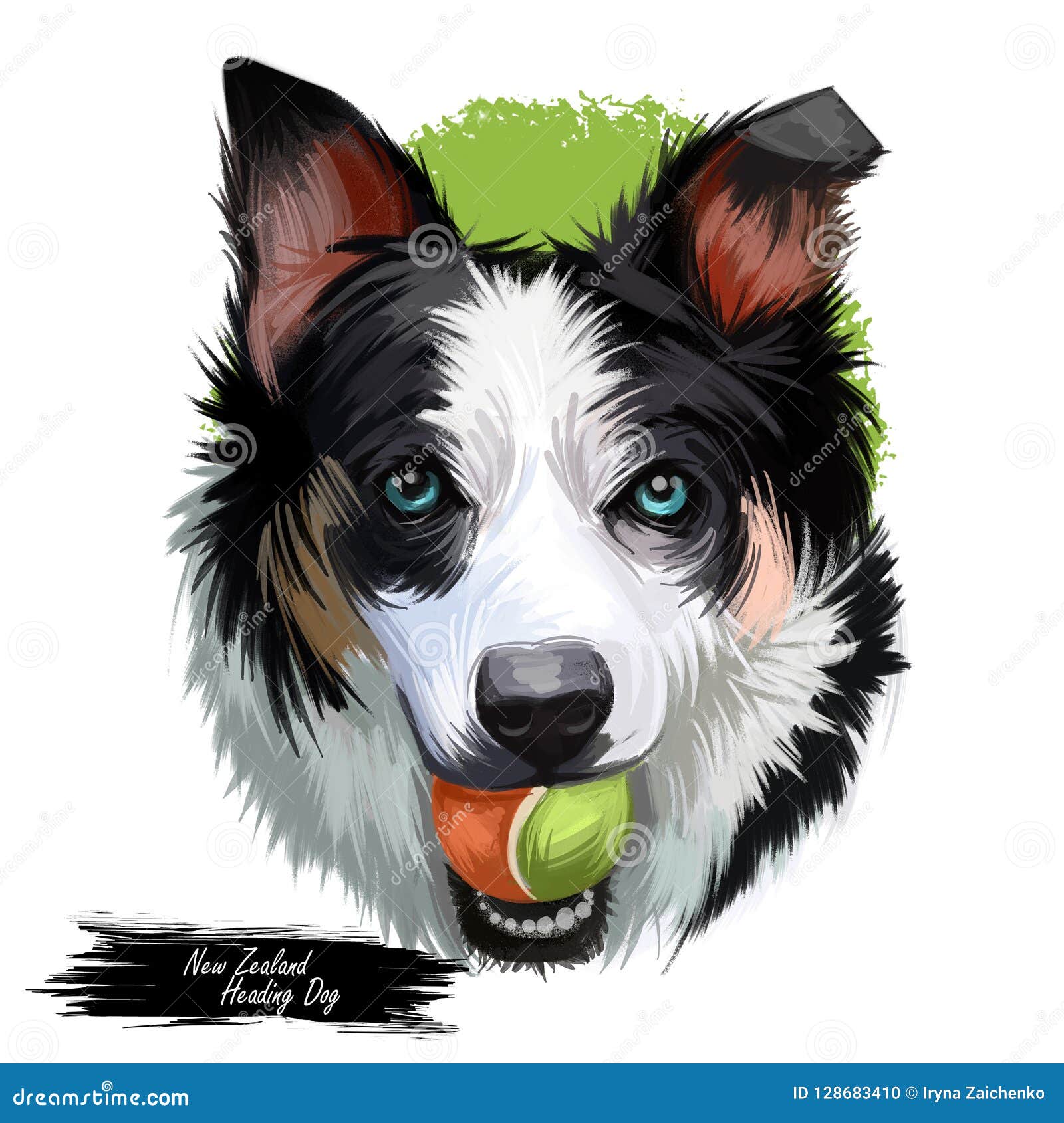 New Zealand Heading Dog Poster Digital Art Isolated Waterclor Portrait Of Puppy Holding Ball In Teeth Playing Doggy Stock Illustration Illustration Of Furry Nose 128683410