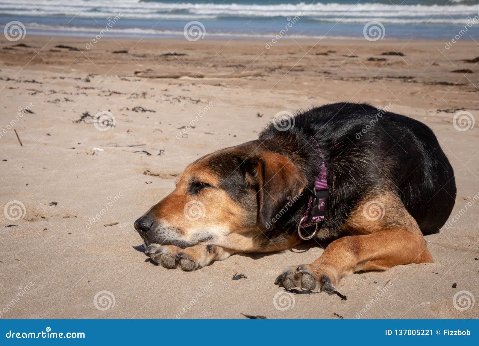New Zealand Huntaway Lying On Beach In Sun Two Days After Retiring From Being A Full Time Sheepdog Stock Image Image Of Gisborne Black 137005221