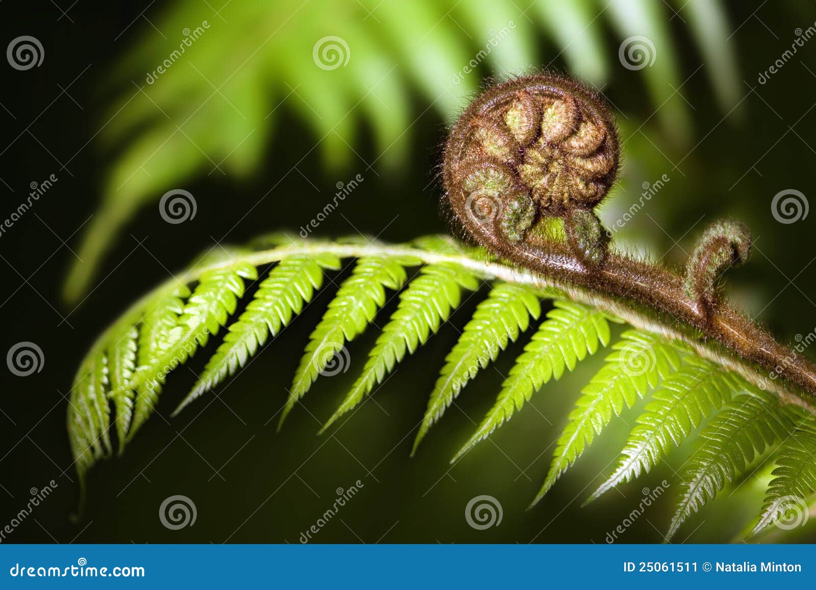 new zealand iconic fern koru