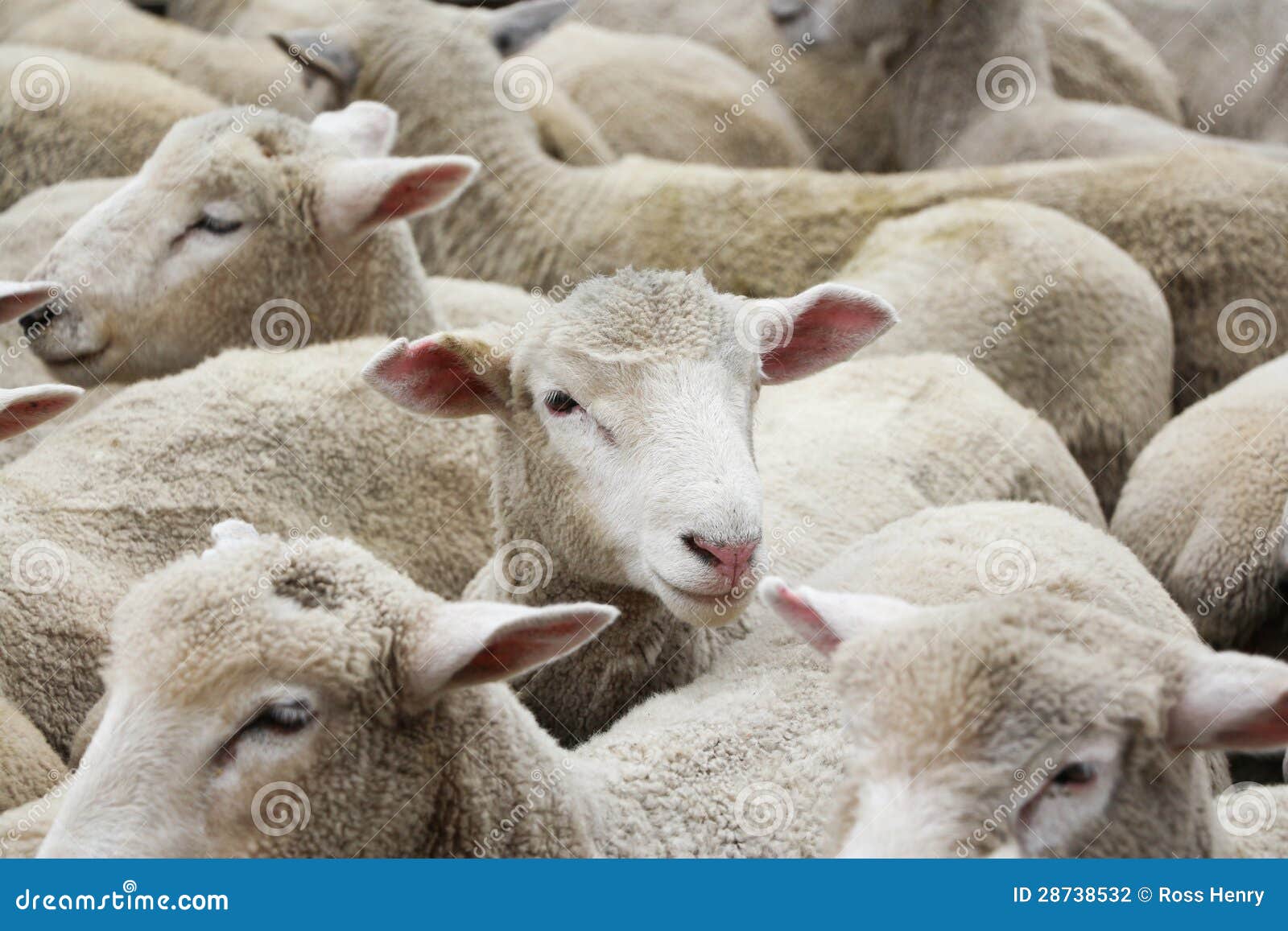 New Zealand Lambs stock photo. Image of herd, livestock 28738532