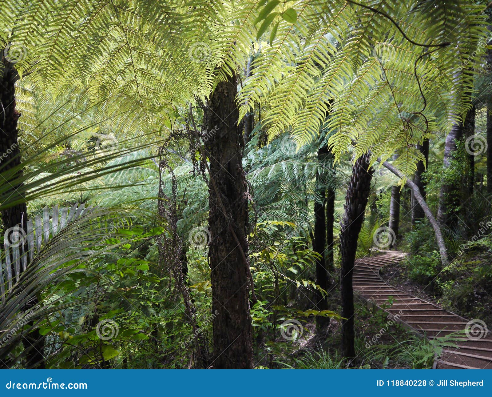 new zealand: native ponga tree hiking trail