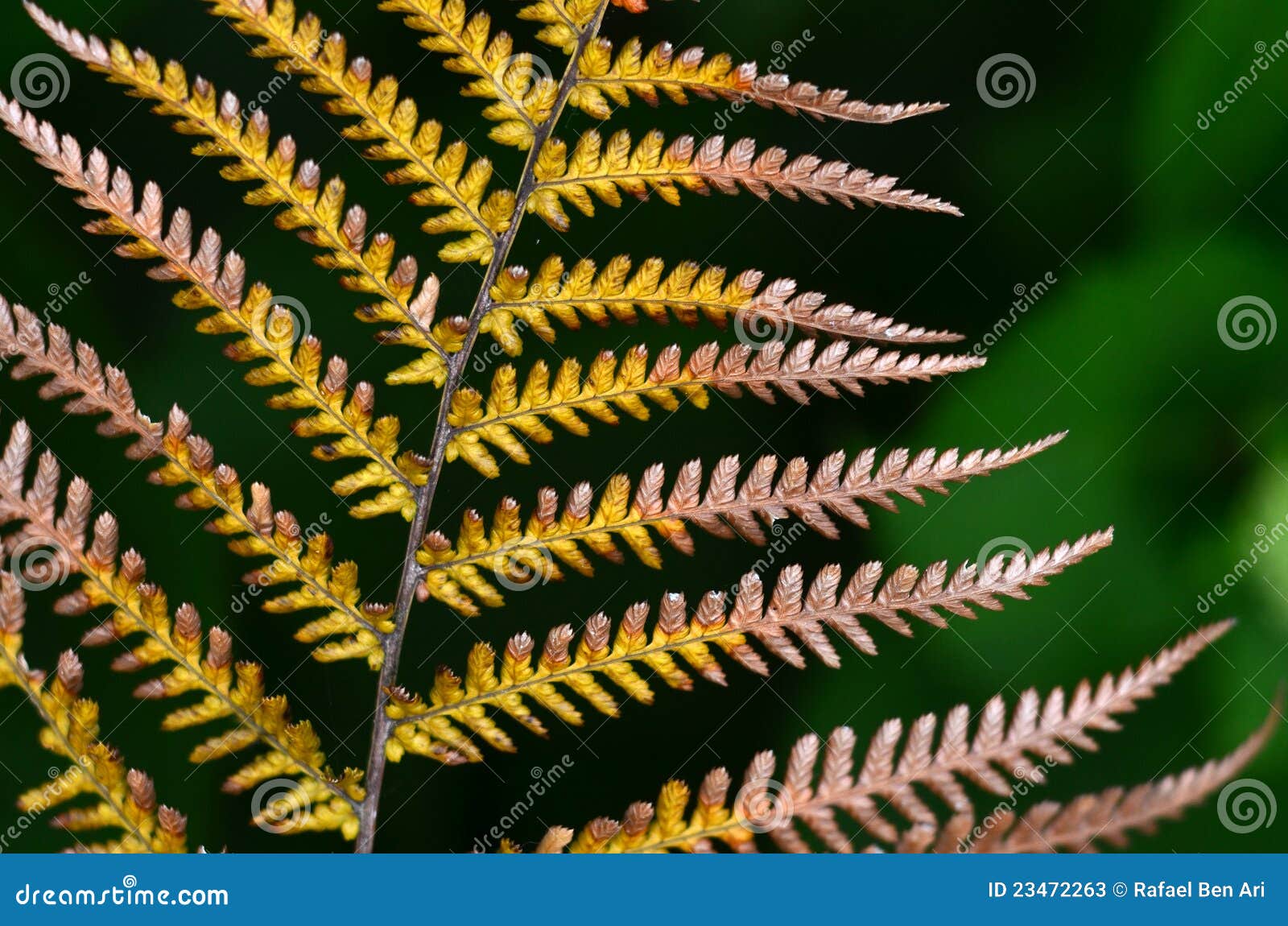 New Zealand Natives Plants and Trees Stock Image Image of close