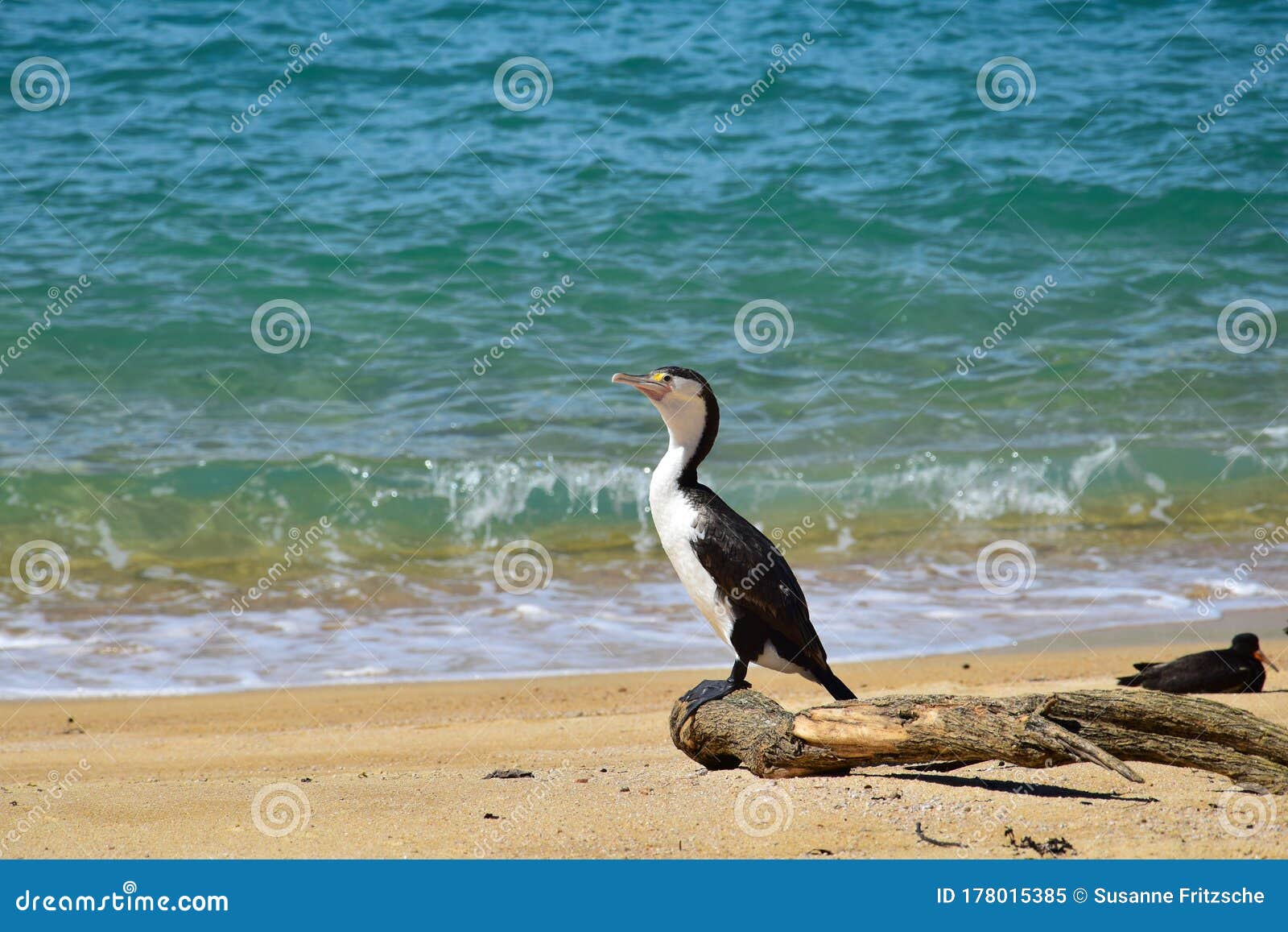 a new zealand pied shag sitting on a branch on the beach. new zealand, abel tasman national park