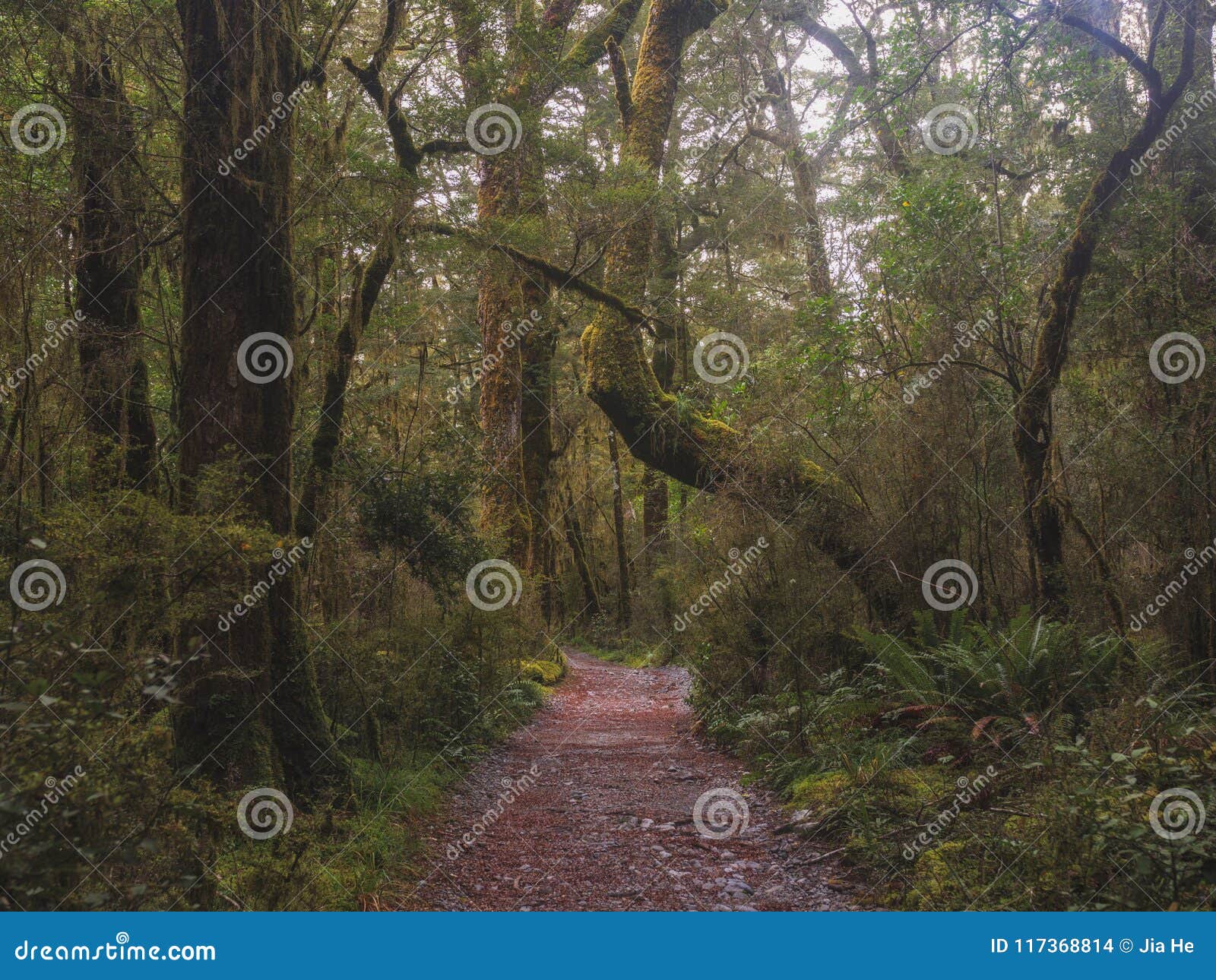 New Zealand Rainforest Details Landscape Stock Photo Image Of Moss