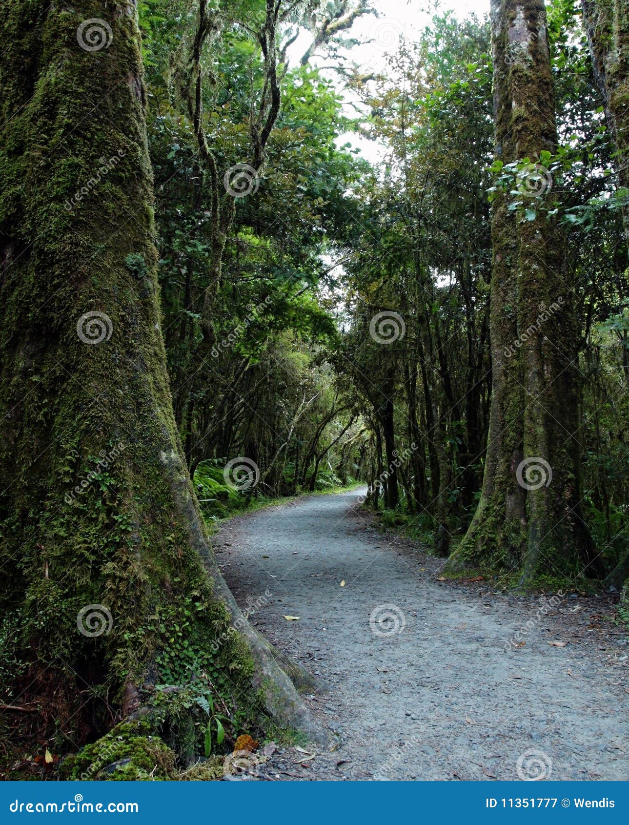 New Zealand Rainforest Landscape Stock Image Image Of Rain Outdoor