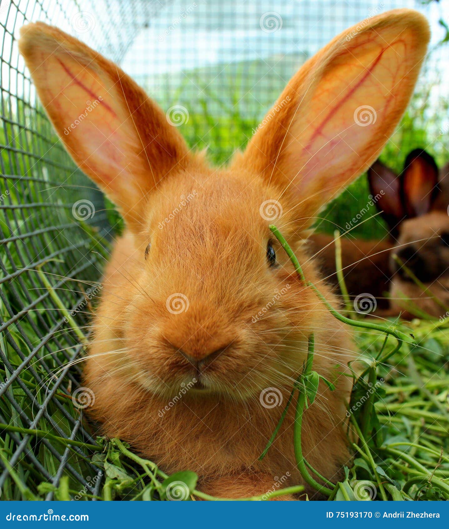 New Zealand Red Rabbits in a Cage Stock Photo Image of farm, couple