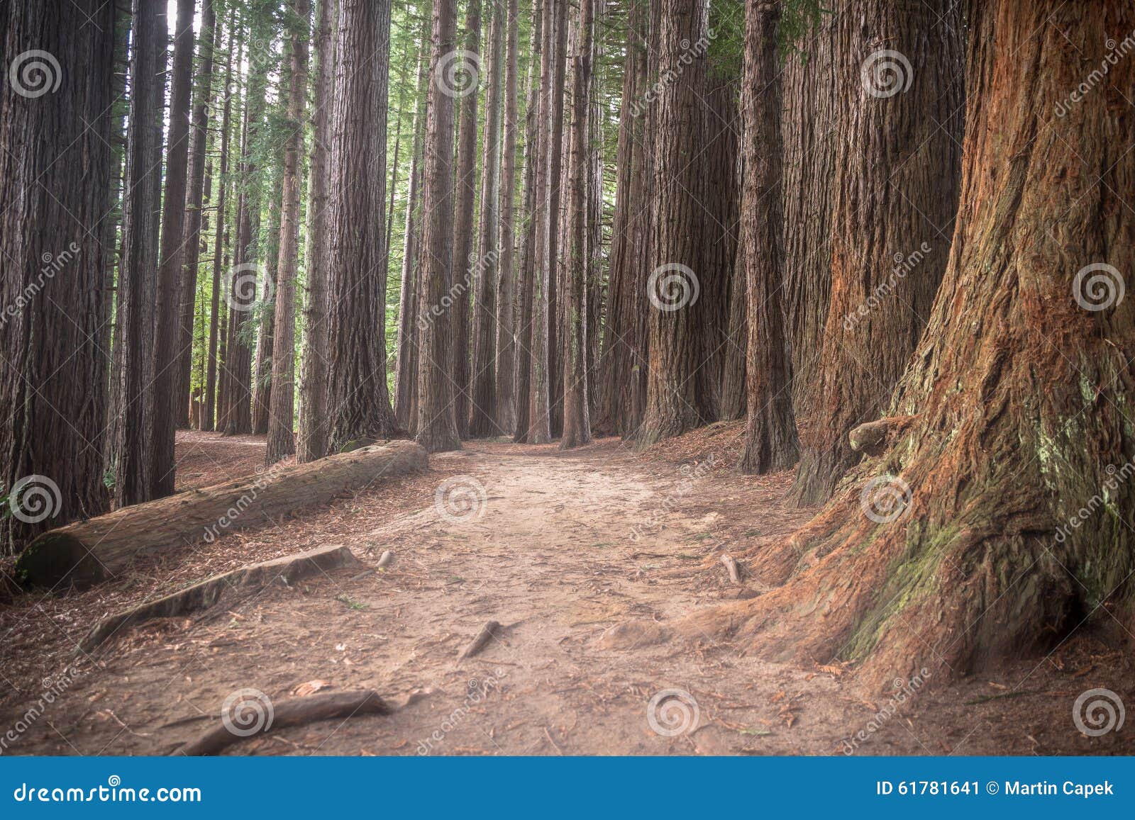 new zealand redwoods