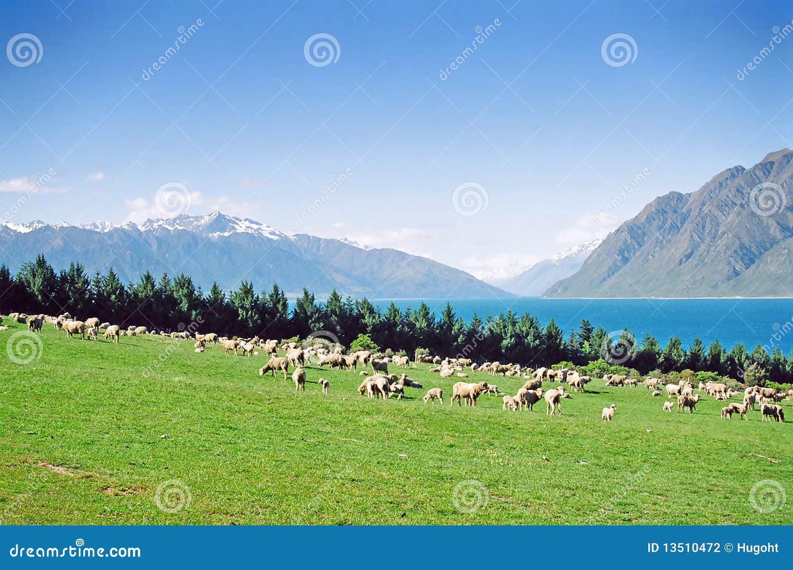 new zealand sheep grazing