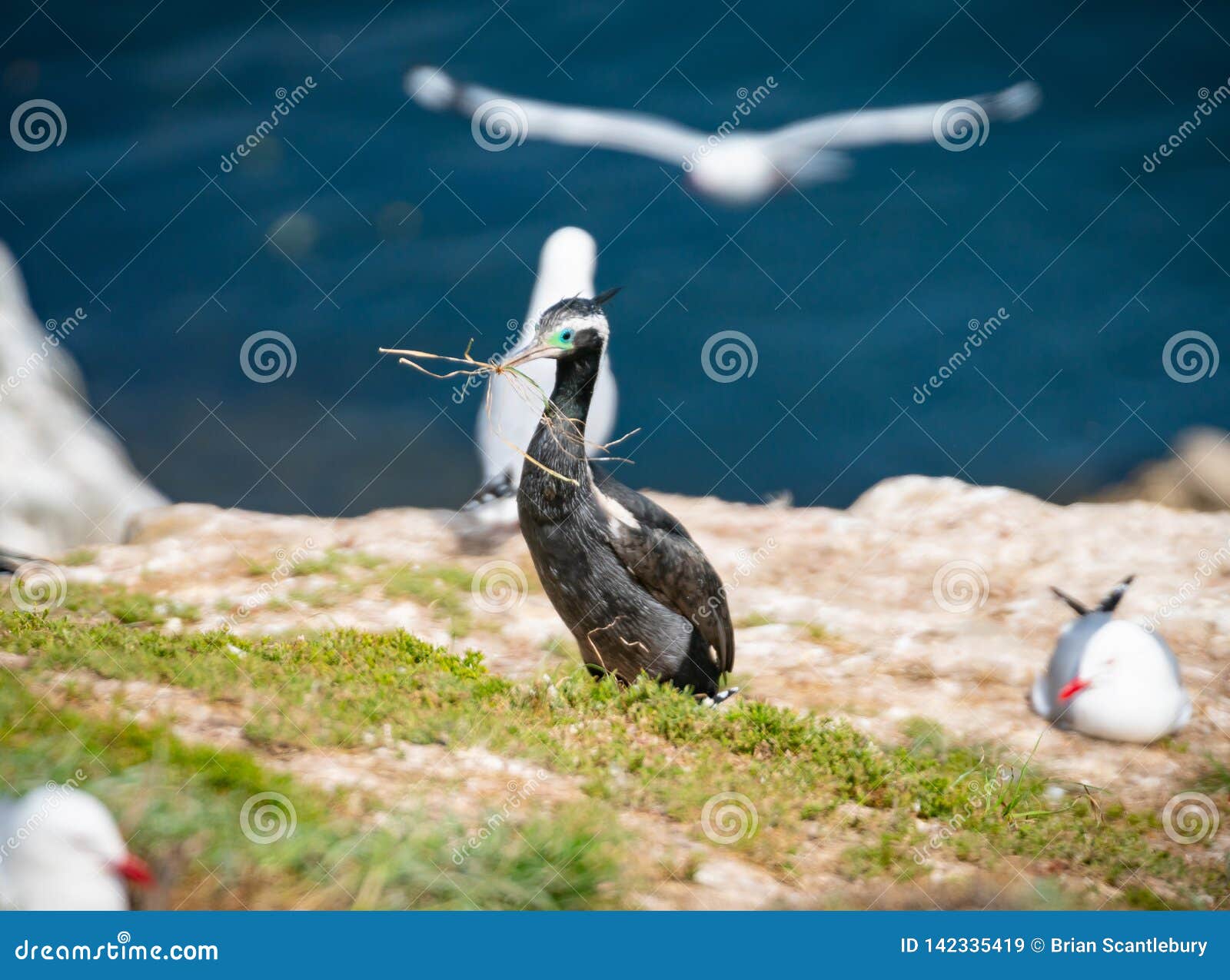 new zealand spotted shag stealing seagull nesting material