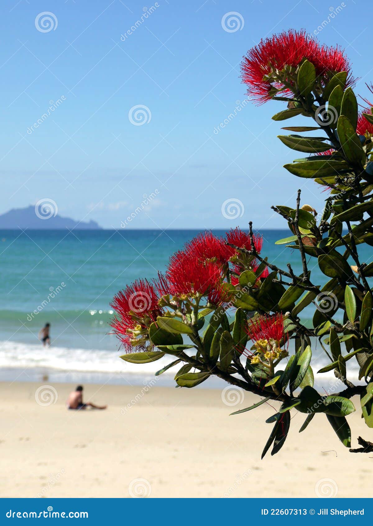 new zealand: summer christmas at beach