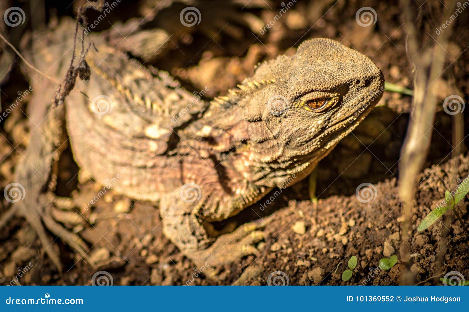 new zealand tuatara