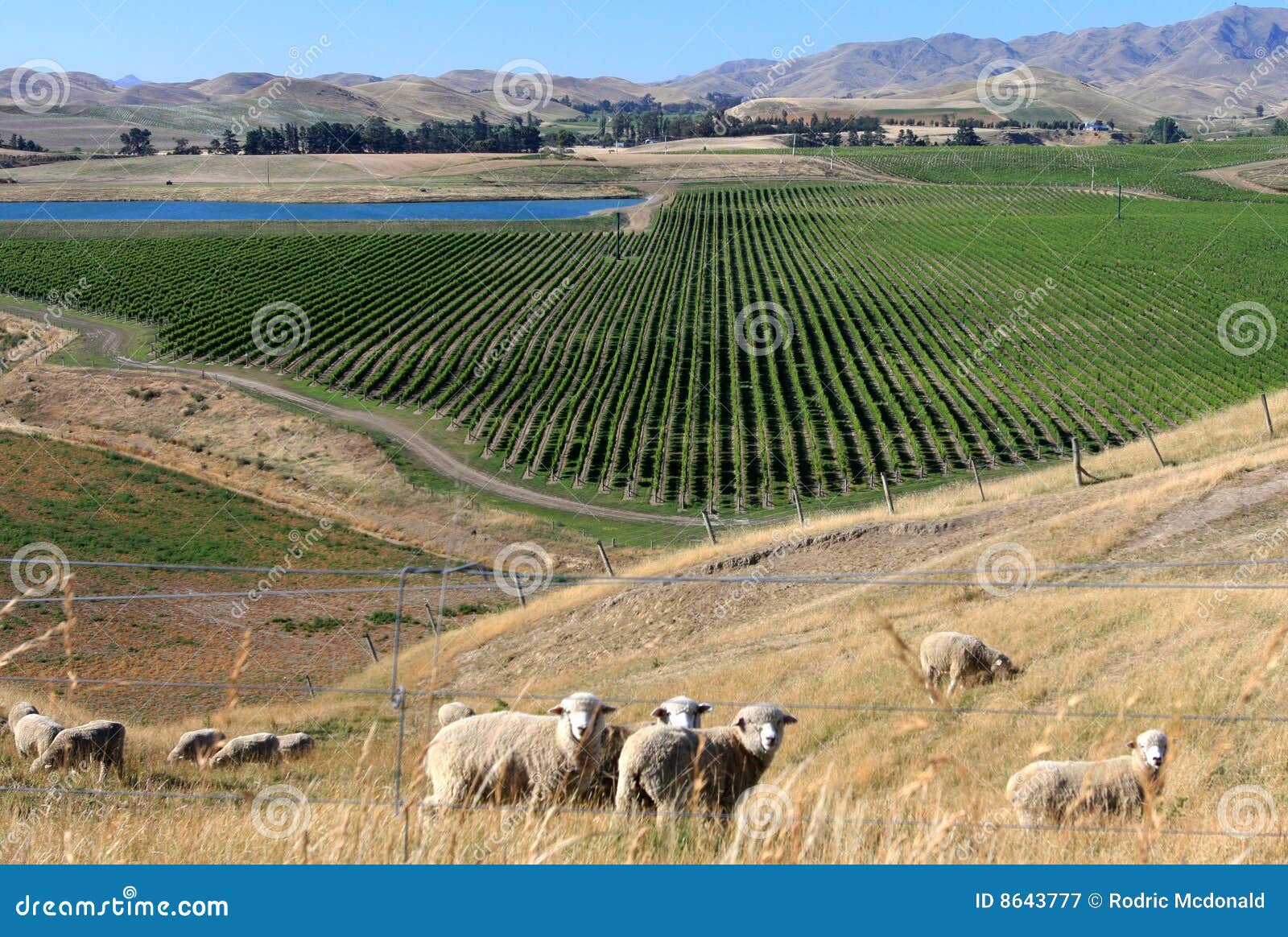 New Zealand Wine Grape Valley Stock Image Image of land, vineyard