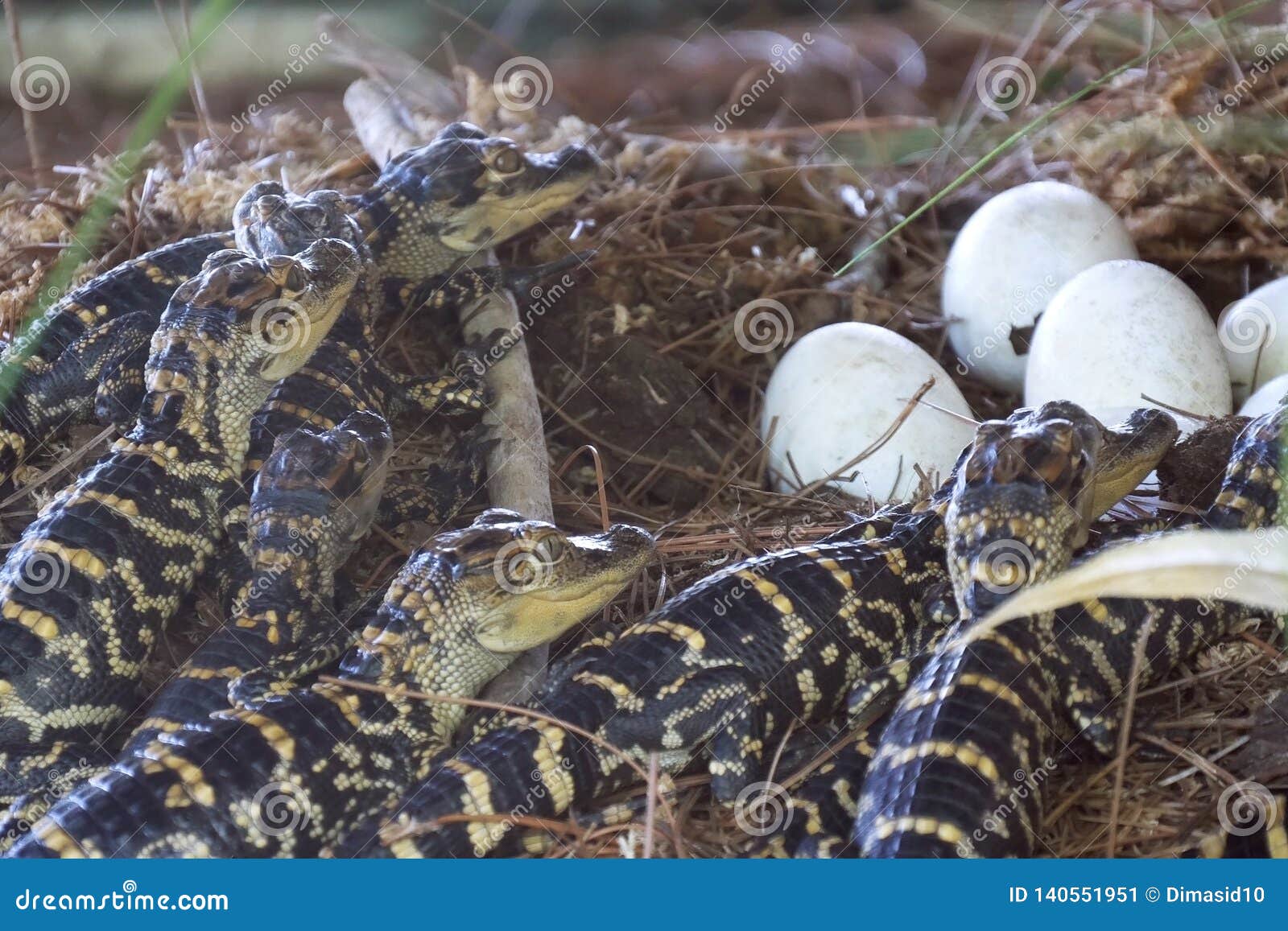 Newborn Alligator Near the Egg Laying in the Nest Stock Image - Image of  animal, everglades: 140551951