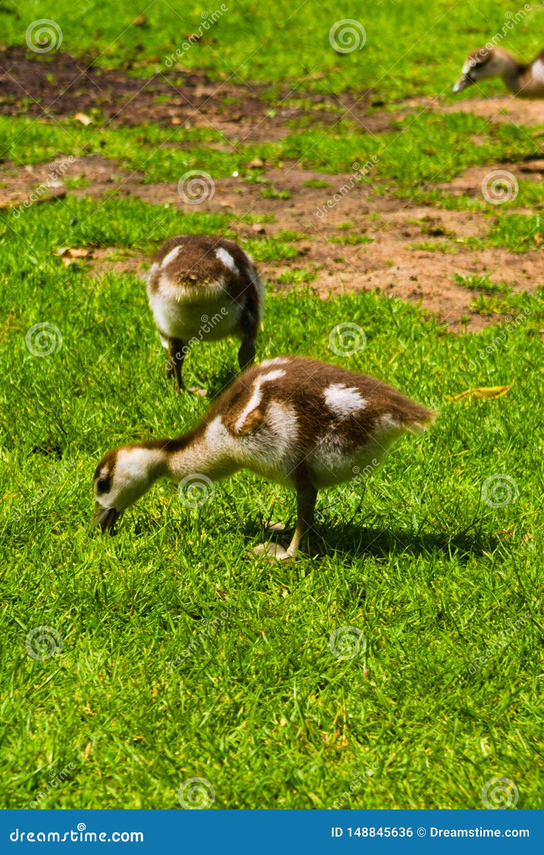 Baby Duck Identification Chart