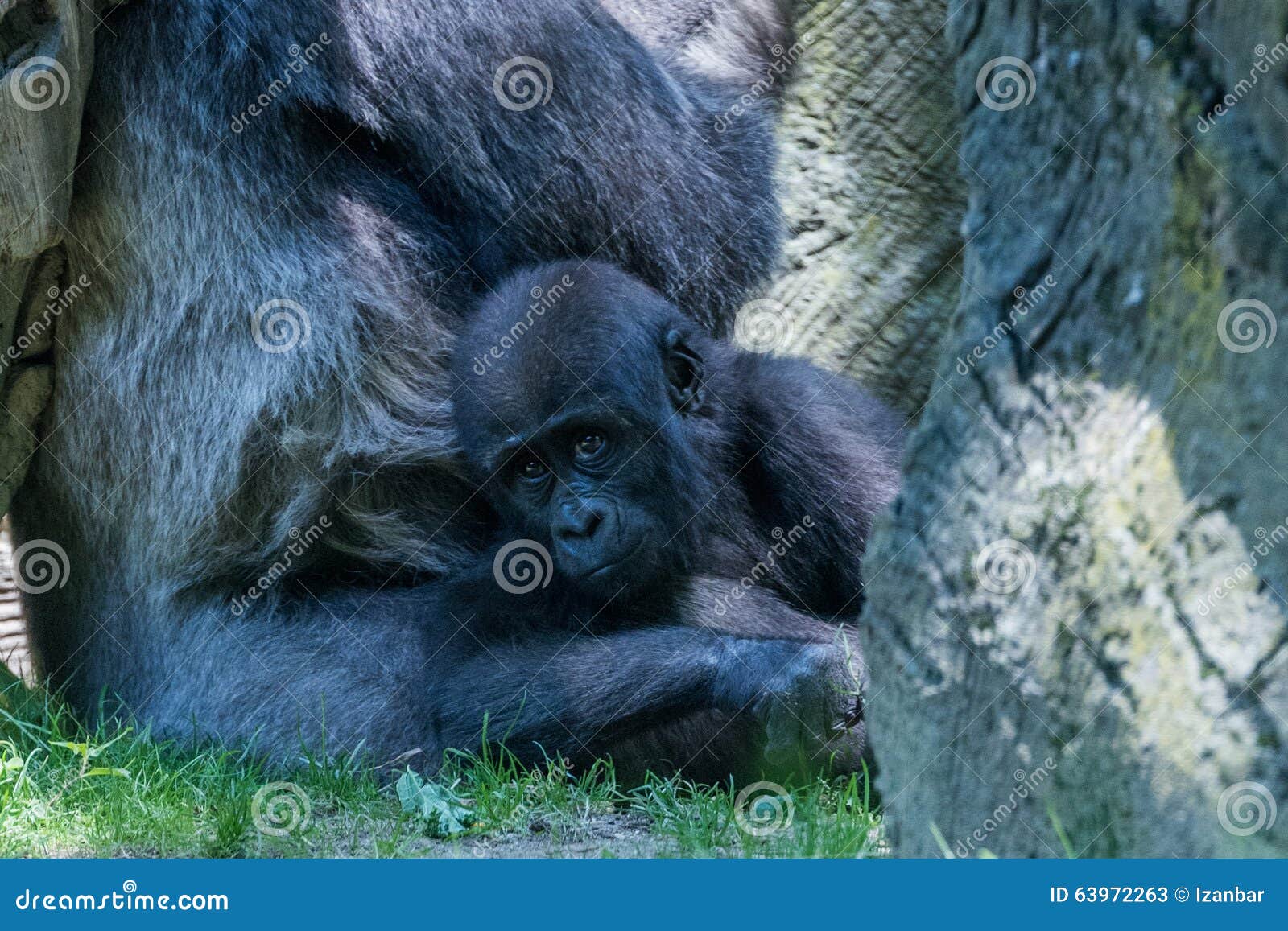 Newborn Baby Gorilla with Mother Stock Image Image of primate, face