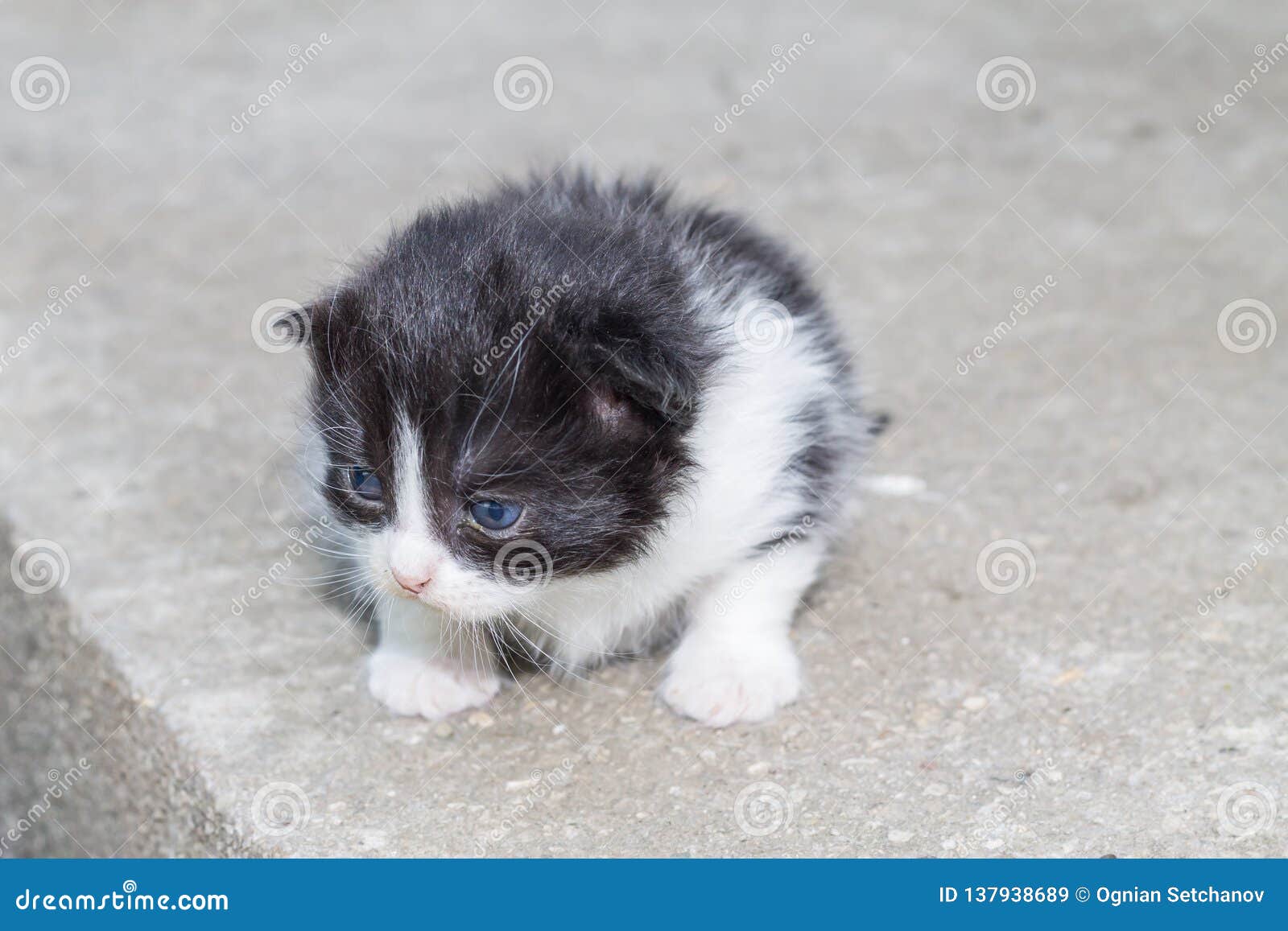 baby kittens black