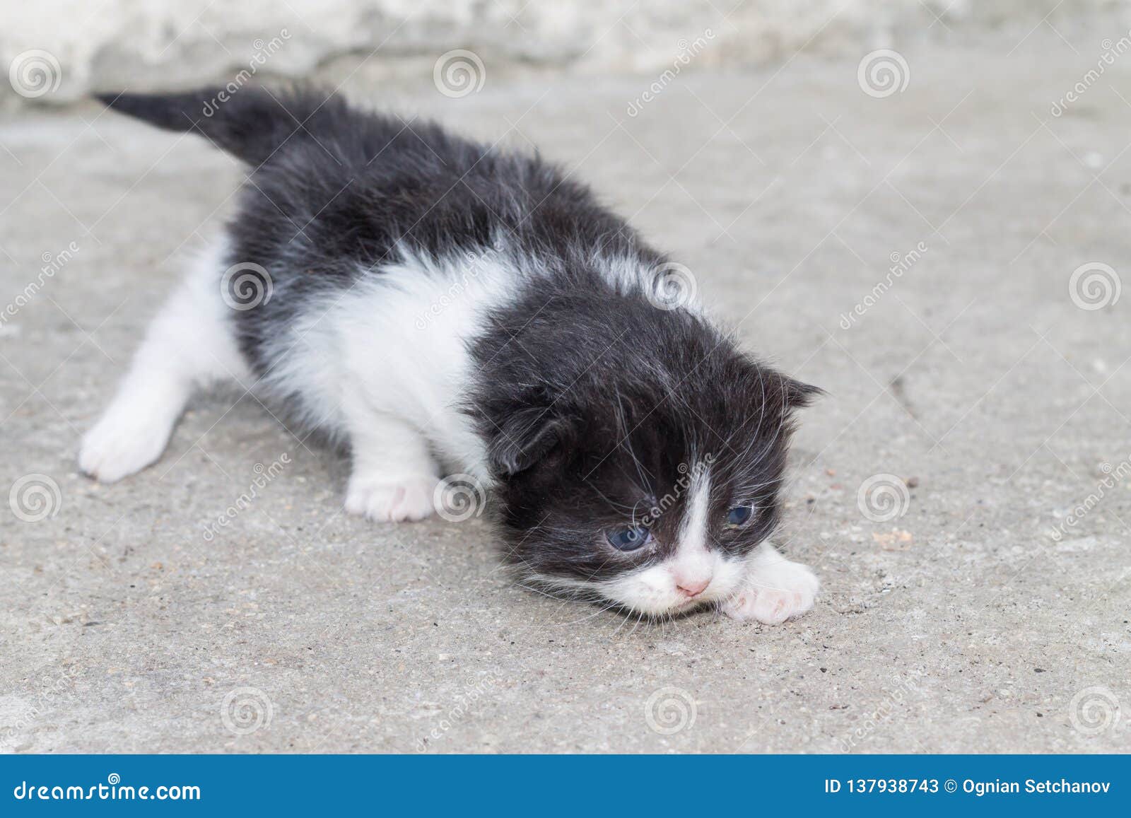 baby kittens black