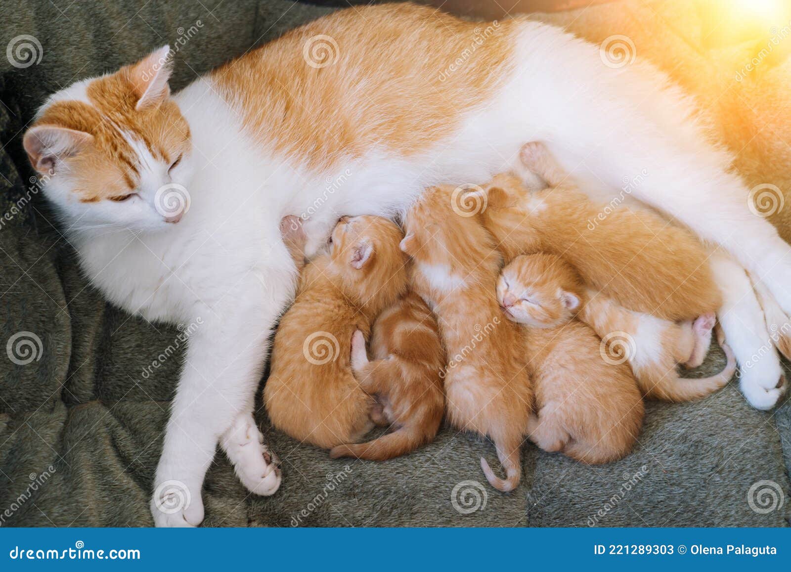 Newborn Baby Red Cat Drink Their Mother S Milk. Cat Feeding Small Cute Ginger Kitten. Domestic Animal Stock Image - Image of beautiful, friendship: 221289303 Newborn Baby Red Cat Drink Their Mother S Milk. Cat Feeding Small Cute Ginger Kitten. Domestic Animal Stock Image - Image of beautiful, friendship: 221289303